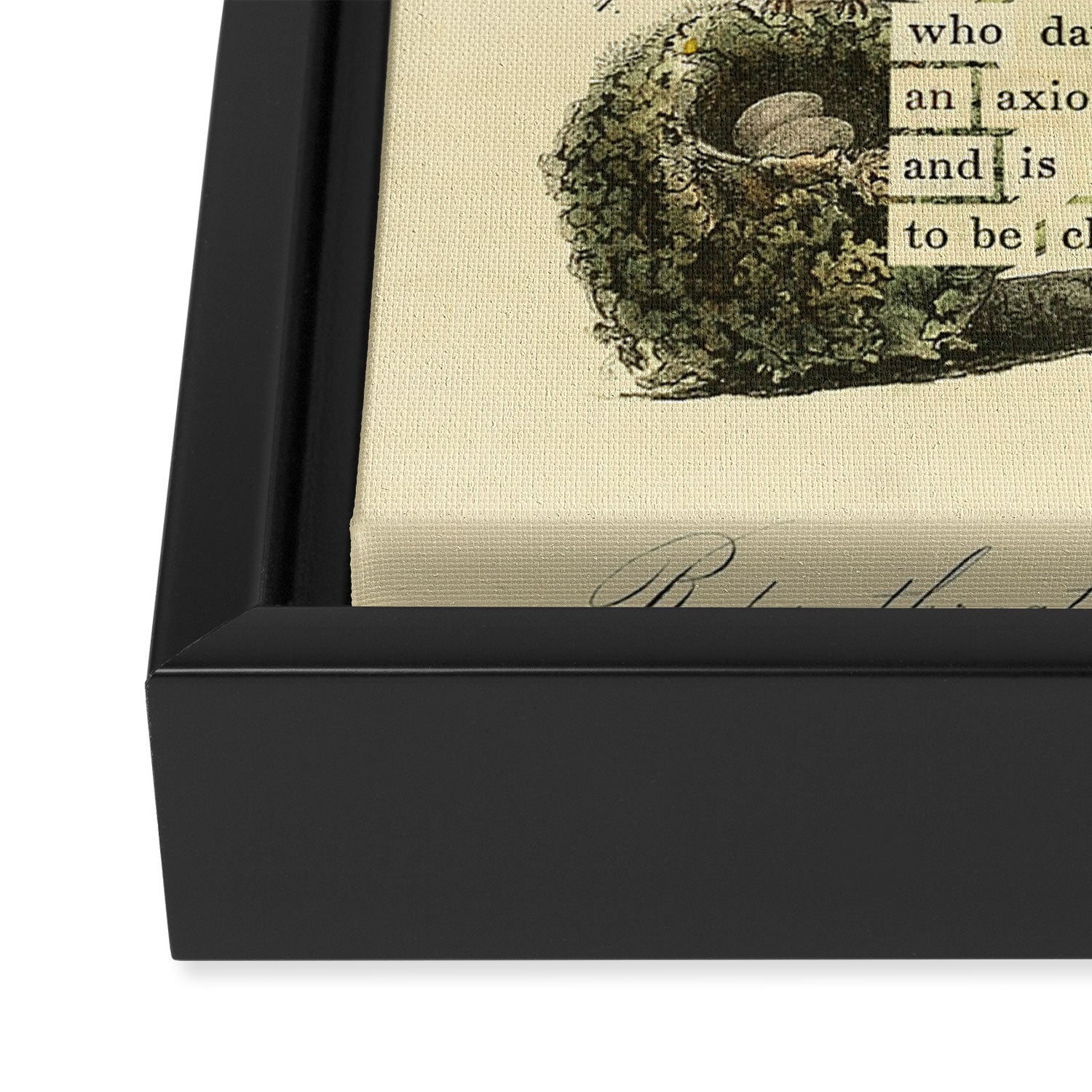Ruby-throated Hummingbird Divination from # An Almanac of Birds # Divinations for Uncertain Days Framed Canvas Print Gallery Image 3