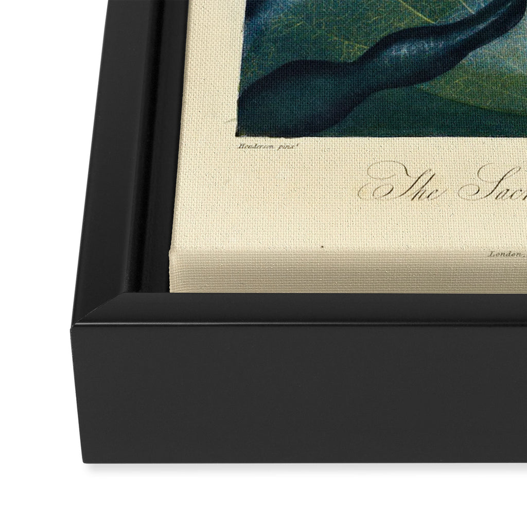 Sacred Egyptian Bean from "The Temple of Flora," 1812 (benefitting The Nature Conservancy) Framed Canvas Print Gallery Image 3
