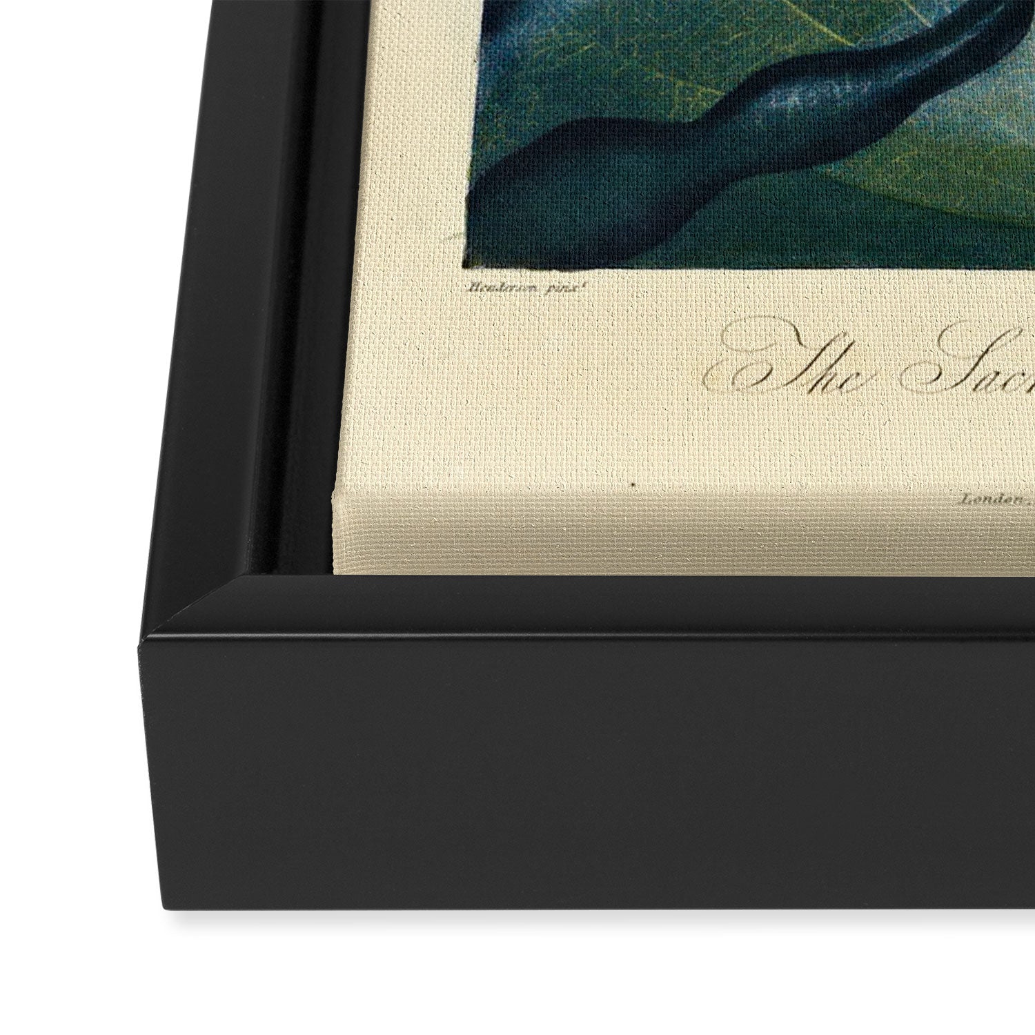 Sacred Egyptian Bean from "The Temple of Flora," 1812 (benefitting The Nature Conservancy) Framed Canvas Print Gallery Image 3