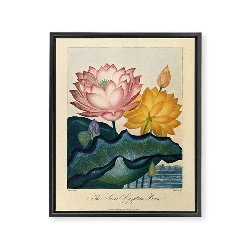 Sacred Egyptian Bean from "The Temple of Flora," 1812 (benefitting The Nature Conservancy) Framed Canvas Print Gallery Image 6