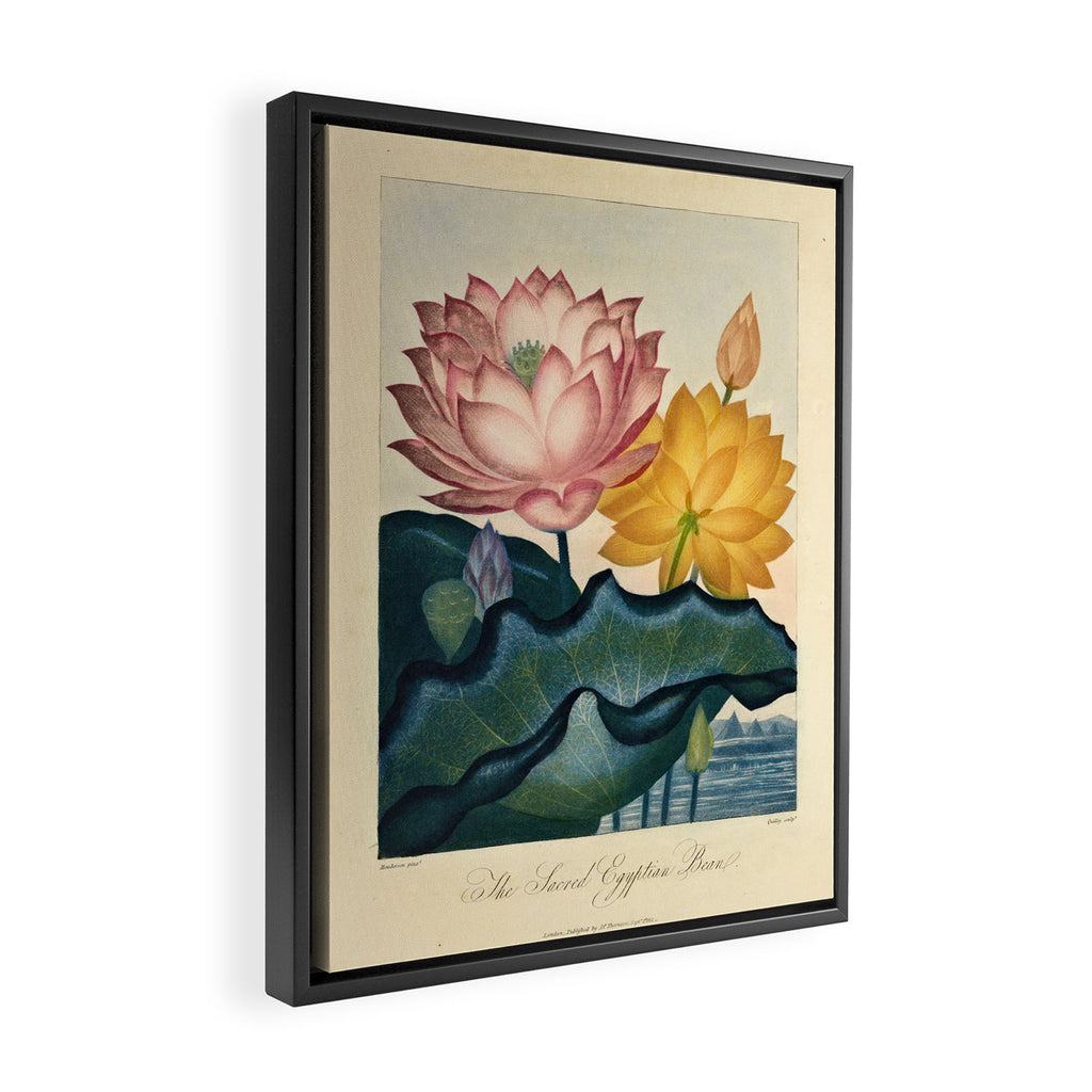 Sacred Egyptian Bean from "The Temple of Flora," 1812 (benefitting The Nature Conservancy) Framed Canvas Print Gallery Image 2