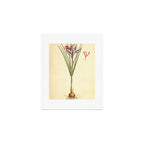 Saffron by Elizabeth Blackwell from "A Curious Herbal," 1737 (benefiting The Nature Conservancy) Art Print Gallery Image 1