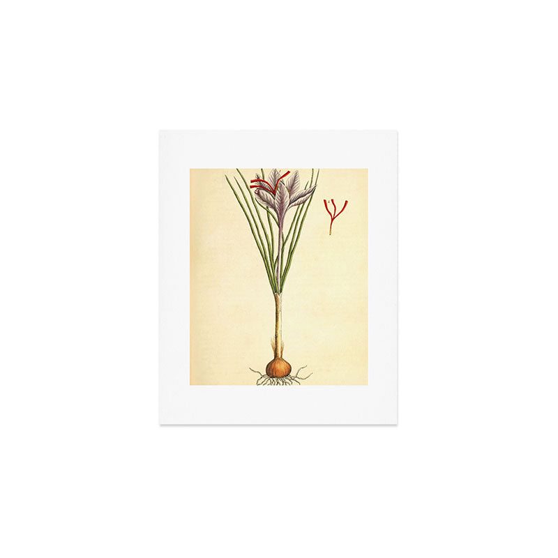 Saffron by Elizabeth Blackwell from "A Curious Herbal," 1737 (benefiting The Nature Conservancy) Art Print Gallery Image 1