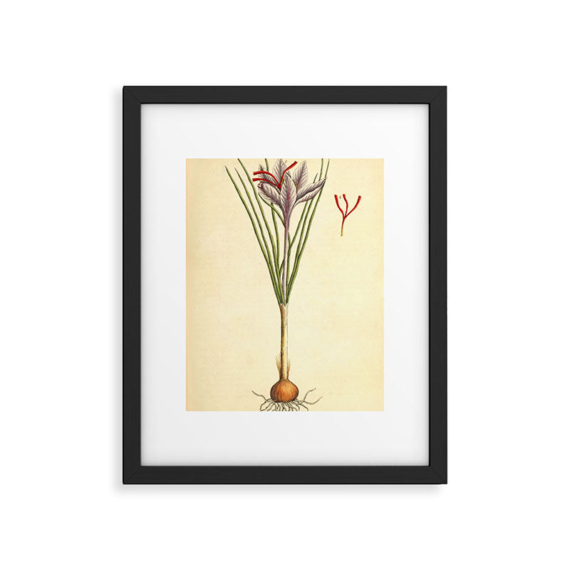 Saffron by Elizabeth Blackwell from "A Curious Herbal," 1737 (benefiting The Nature Conservancy) Framed Art Print Gallery Image 5