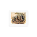 Satin Bowerbird by Elizabeth Gould, 1840s (benefitting The Nature Conservancy) Art Print Gallery Image 1