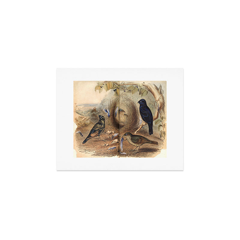 Satin Bowerbird by Elizabeth Gould, 1840s (benefitting The Nature Conservancy) Art Print Gallery Image 1