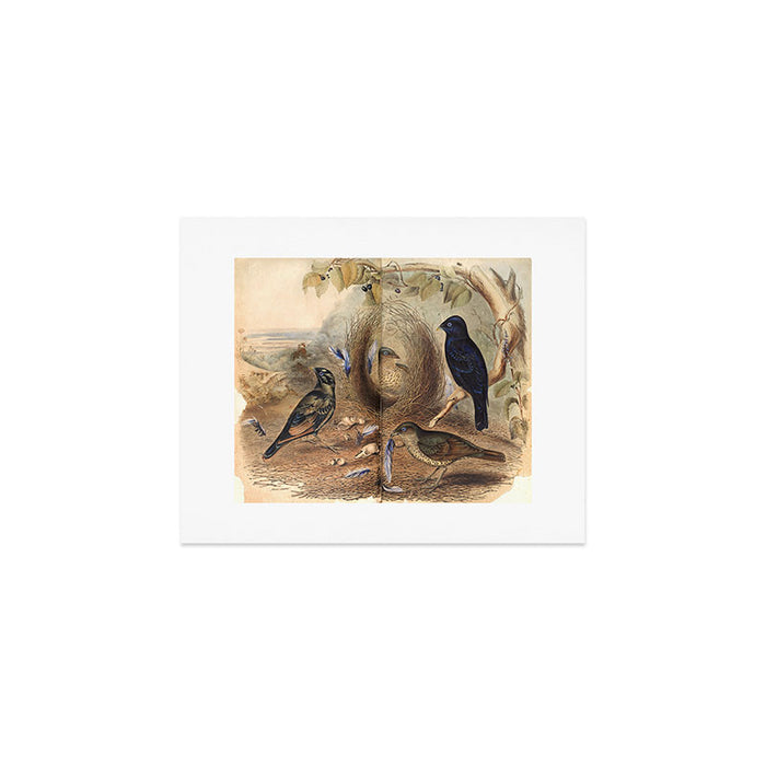 Satin Bowerbird by Elizabeth Gould, 1840s (benefitting The Nature Conservancy) Art Print Gallery Image 1