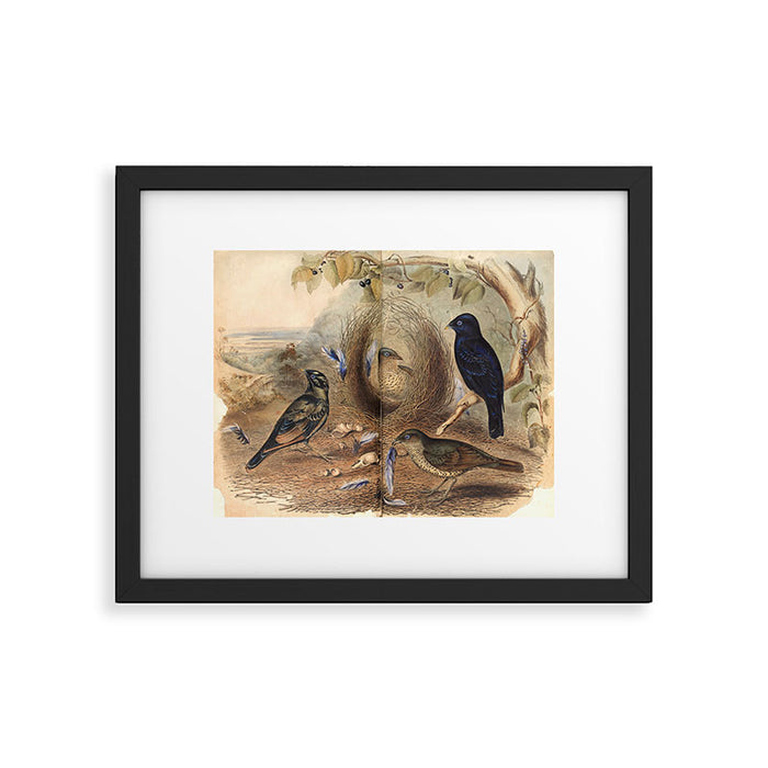 Satin Bowerbird by Elizabeth Gould, 1840s (benefitting The Nature Conservancy) Framed Art Print Gallery Image 1