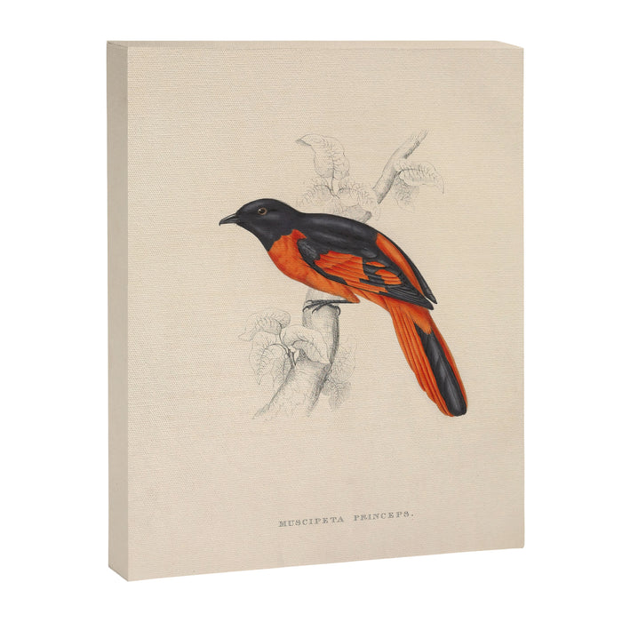 Scarlet minivet by Elizabeth Gould from "A Century of Birds from the Himalaya Mountains," 1831 Canvas Print Gallery Image 1