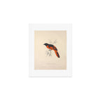 Scarlet minivet by Elizabeth Gould from "A Century of Birds from the Himalaya Mountains," 1831 Art Print Gallery Image 1