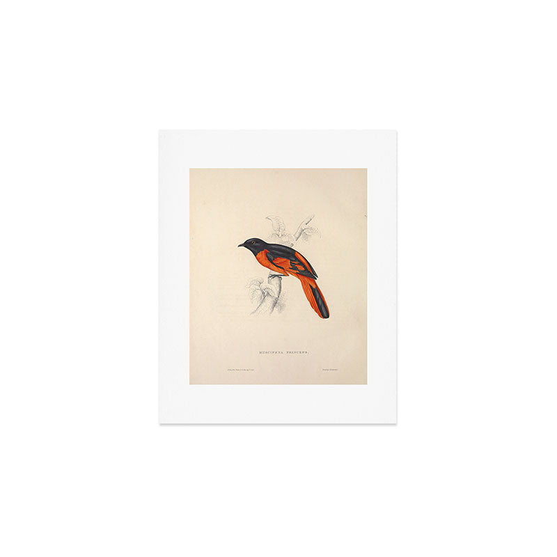 Scarlet minivet by Elizabeth Gould from "A Century of Birds from the Himalaya Mountains," 1831 Art Print Gallery Image 1