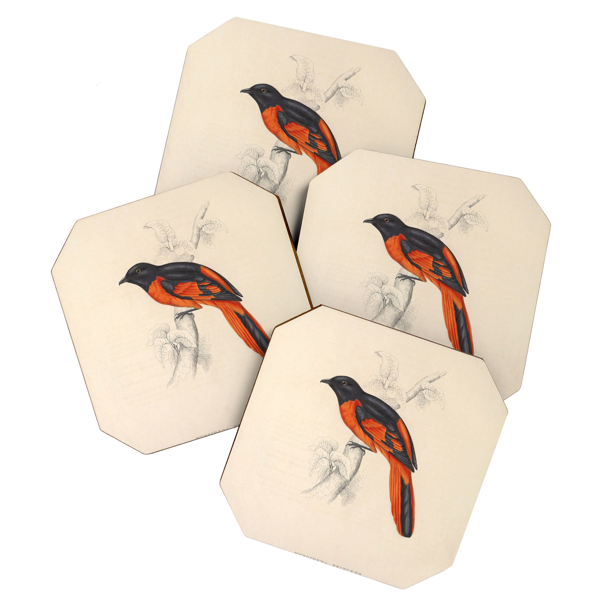 Scarlet minivet by Elizabeth Gould from "A Century of Birds from the Himalaya Mountains," 1831 Coaster Gallery Image 1