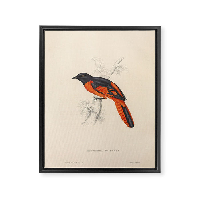 Scarlet minivet by Elizabeth Gould from "A Century of Birds from the Himalaya Mountains," 1831 Framed Canvas Print Gallery Image 1