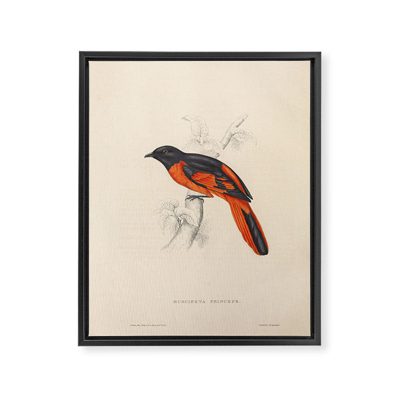 Scarlet minivet by Elizabeth Gould from "A Century of Birds from the Himalaya Mountains," 1831 Framed Canvas Print Gallery Image 6