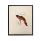 Scarlet minivet by Elizabeth Gould from "A Century of Birds from the Himalaya Mountains," 1831 Framed Canvas Print Gallery Image 6