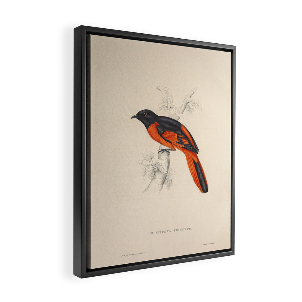 Scarlet minivet by Elizabeth Gould from "A Century of Birds from the Himalaya Mountains," 1831 Framed Canvas Print Gallery Image 2