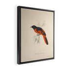 Scarlet minivet by Elizabeth Gould from "A Century of Birds from the Himalaya Mountains," 1831 Framed Canvas Print Gallery Image 2