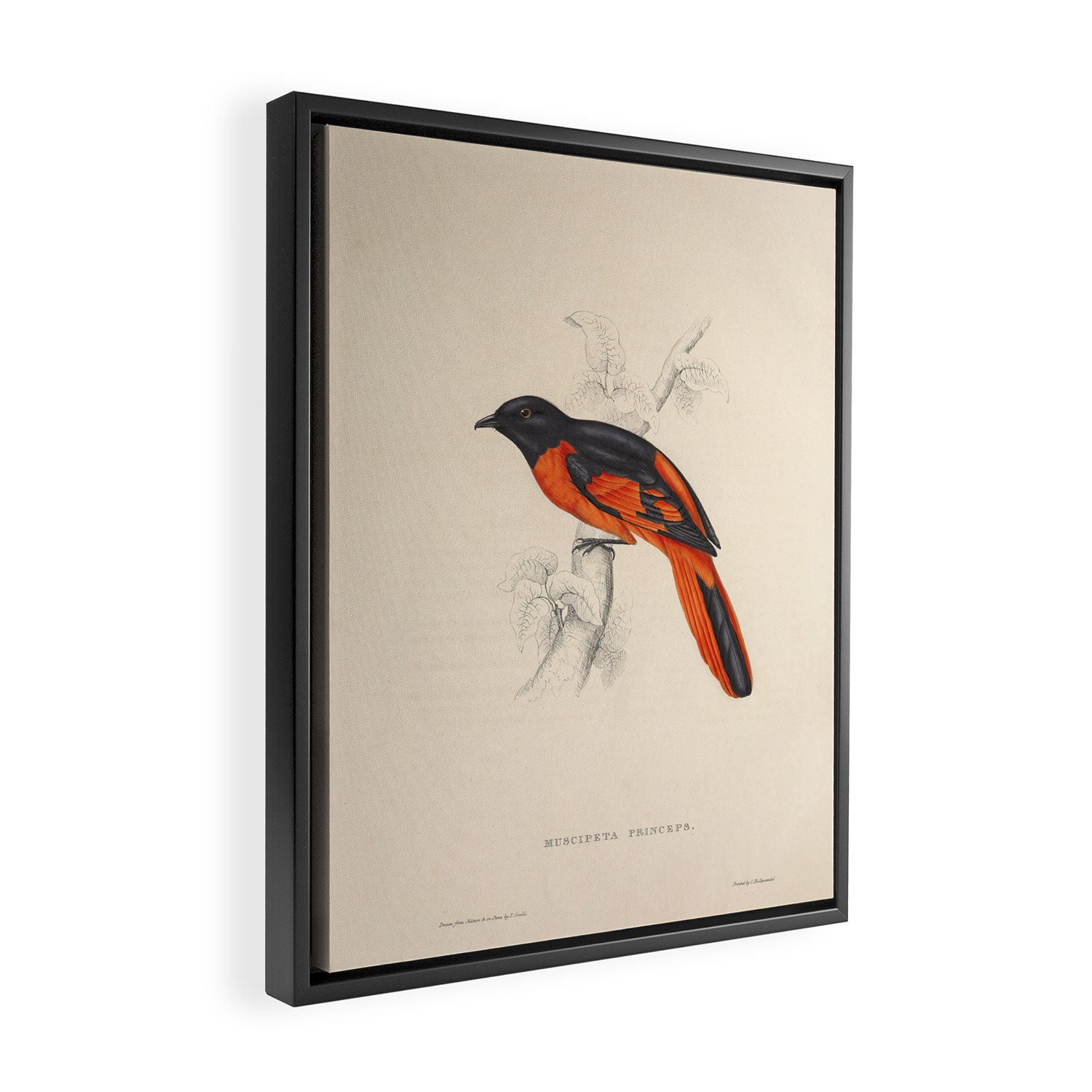 Scarlet minivet by Elizabeth Gould from "A Century of Birds from the Himalaya Mountains," 1831 Framed Canvas Print Gallery Image 2