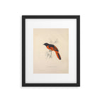 Scarlet minivet by Elizabeth Gould from "A Century of Birds from the Himalaya Mountains," 1831 Framed Art Print Gallery Image 5