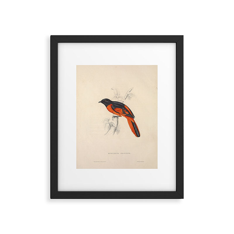 Scarlet minivet by Elizabeth Gould from "A Century of Birds from the Himalaya Mountains," 1831 Framed Art Print Gallery Image 5