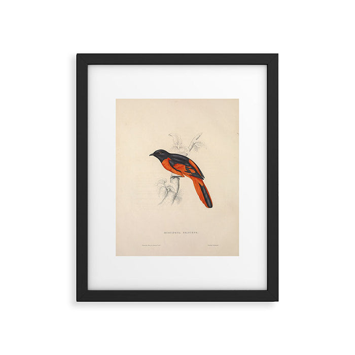 Scarlet minivet by Elizabeth Gould from "A Century of Birds from the Himalaya Mountains," 1831 Framed Art Print Gallery Image 1