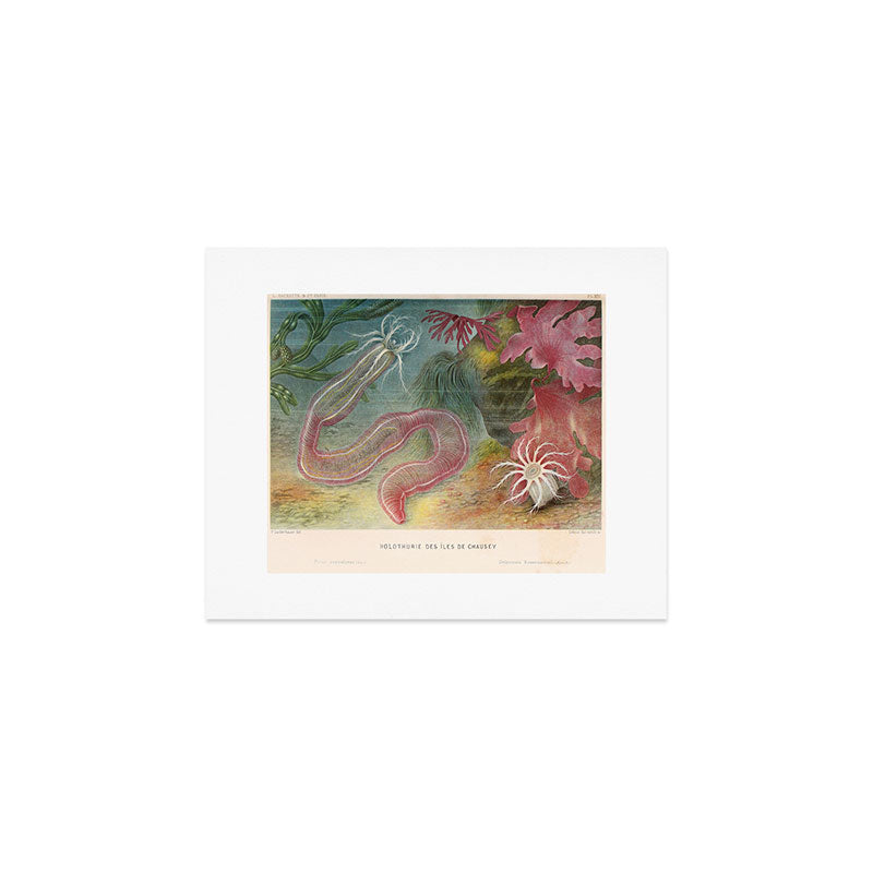 Sea cucumber from "Le Monde de la Mer," 1866 (benefitting The Nature Conservancy) Art Print Gallery Image 1