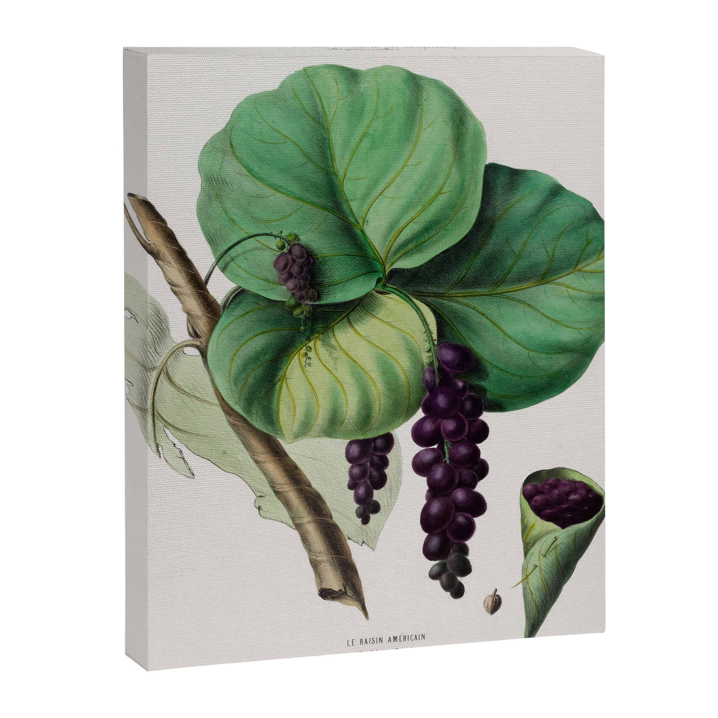 Sea grape from "Flore dâAmÃ©rique" by Ãtienne Denisse, 1840s Canvas Print Gallery Image 6