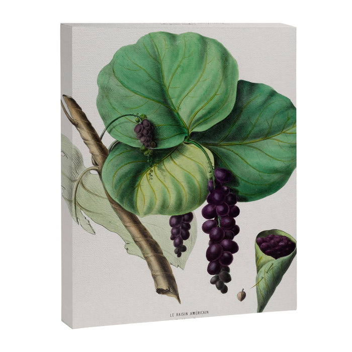 Sea grape from "Flore dâAmÃ©rique" by Ãtienne Denisse, 1840s Canvas Print Gallery Image 1