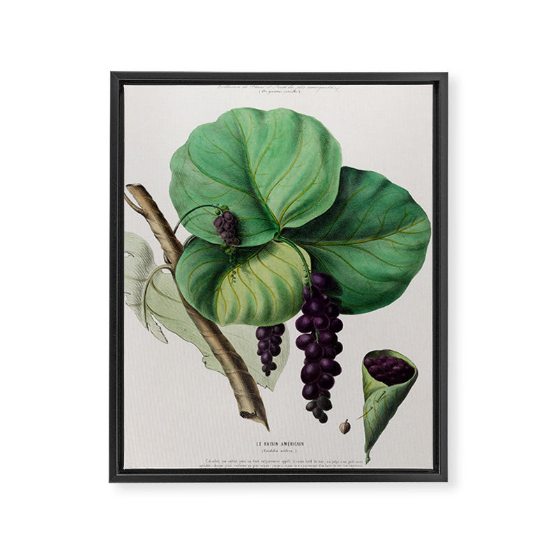 Sea grape from "Flore dâAmÃ©rique" by Ãtienne Denisse, 1840s Framed Canvas Print Gallery Image 6