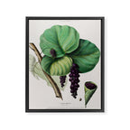 Sea grape from "Flore dâAmÃ©rique" by Ãtienne Denisse, 1840s Framed Canvas Print Gallery Image 6