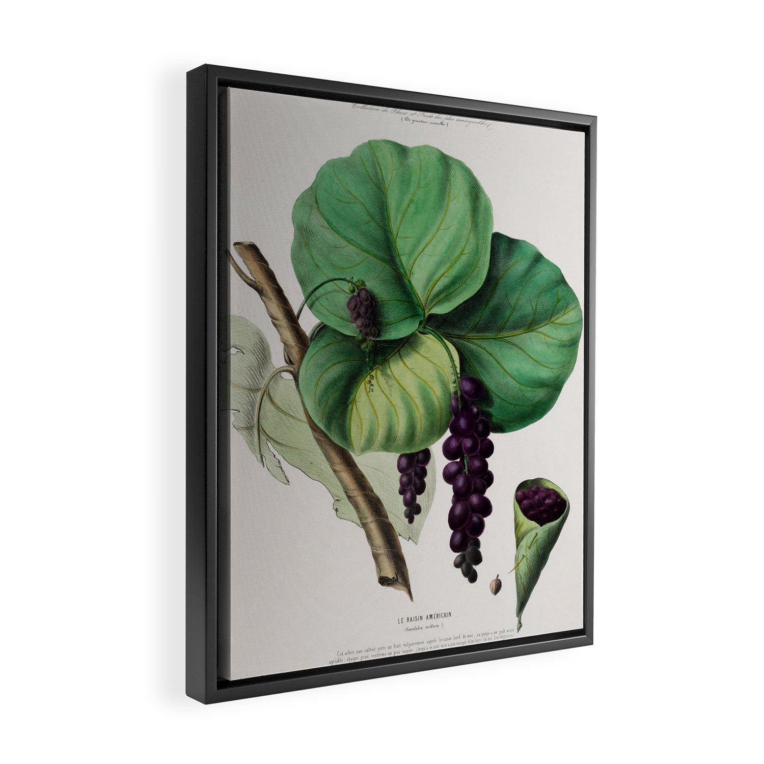 Sea grape from "Flore dâAmÃ©rique" by Ãtienne Denisse, 1840s Framed Canvas Print Gallery Image 2