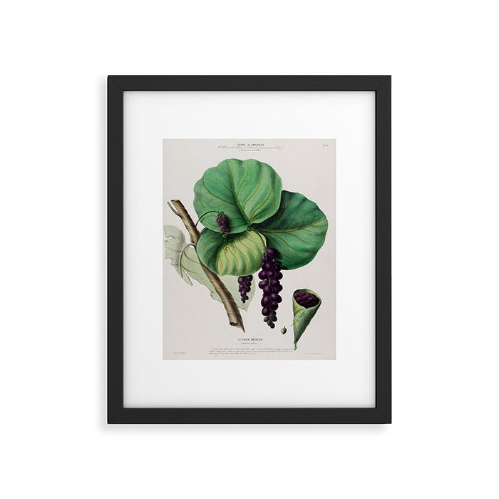 Sea grape from "Flore dâAmÃ©rique" by Ãtienne Denisse, 1840s Framed Art Print Gallery Image 1