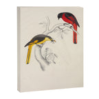 Short-billed minivet by Elizabeth Gould from "A Century of Birds from the Himalaya Mountains," 1831 Canvas Print Gallery Image 6