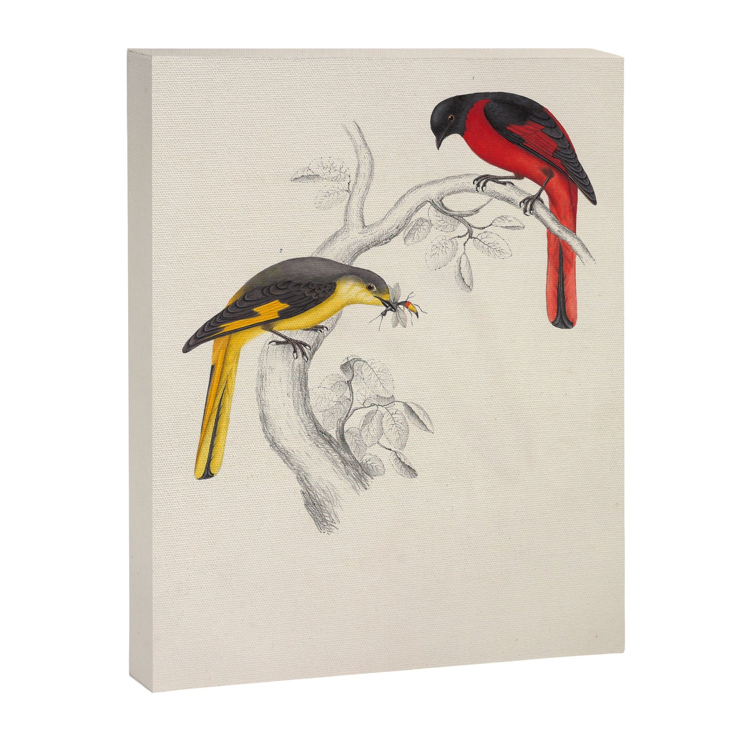 Short-billed minivet by Elizabeth Gould from "A Century of Birds from the Himalaya Mountains," 1831 Canvas Print Gallery Image 6