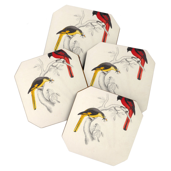 Short-billed minivet by Elizabeth Gould from "A Century of Birds from the Himalaya Mountains," 1831 Coaster Gallery Image 1