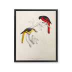 Short-billed minivet by Elizabeth Gould from "A Century of Birds from the Himalaya Mountains," 1831 Framed Canvas Print Gallery Image 6
