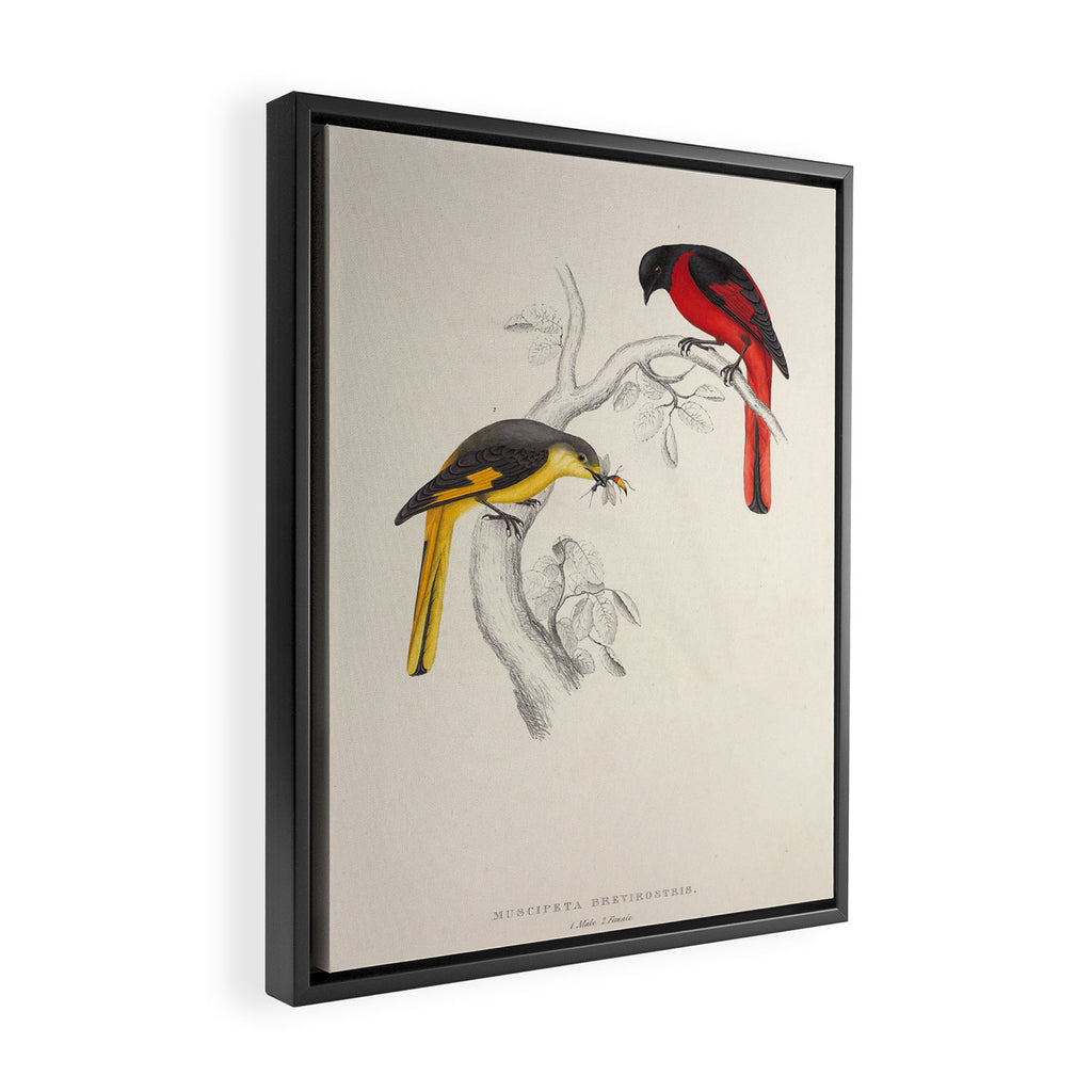Short-billed minivet by Elizabeth Gould from "A Century of Birds from the Himalaya Mountains," 1831 Framed Canvas Print Gallery Image 2