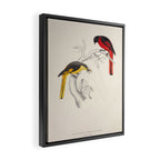 Short-billed minivet by Elizabeth Gould from "A Century of Birds from the Himalaya Mountains," 1831 Framed Canvas Print Gallery Image 2