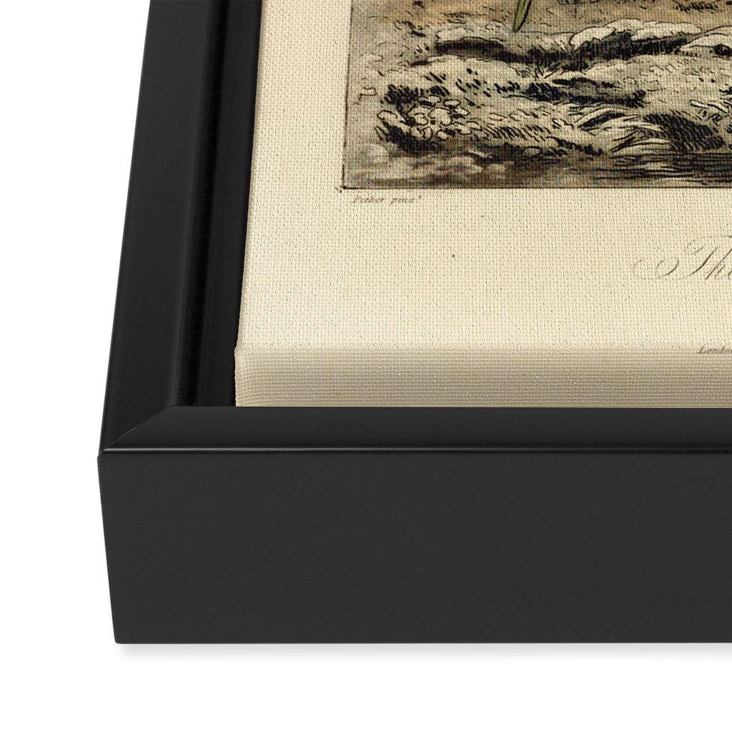 Snowdrop from "The Temple of Flora," 1812 (benefitting The Nature Conservancy) Framed Canvas Print Gallery Image 3
