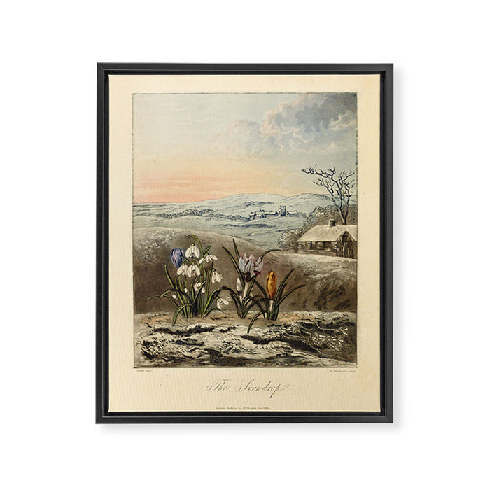 Snowdrop from "The Temple of Flora," 1812 (benefitting The Nature Conservancy) Framed Canvas Print Gallery Image 1