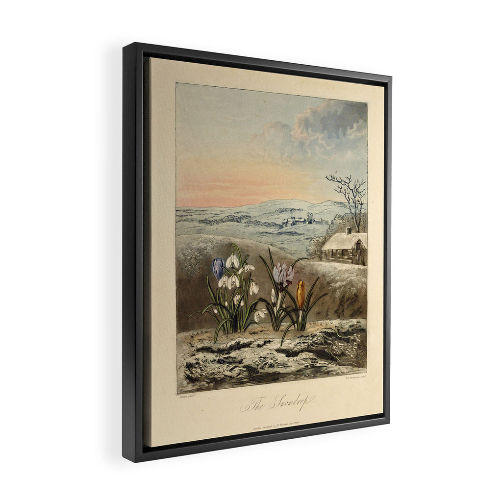 Snowdrop from "The Temple of Flora," 1812 (benefitting The Nature Conservancy) Framed Canvas Print Gallery Image 2