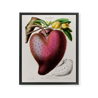 Soursop from "Flore dâAmÃ©rique" by Ãtienne Denisse, 1840s Framed Canvas Print Gallery Image 6