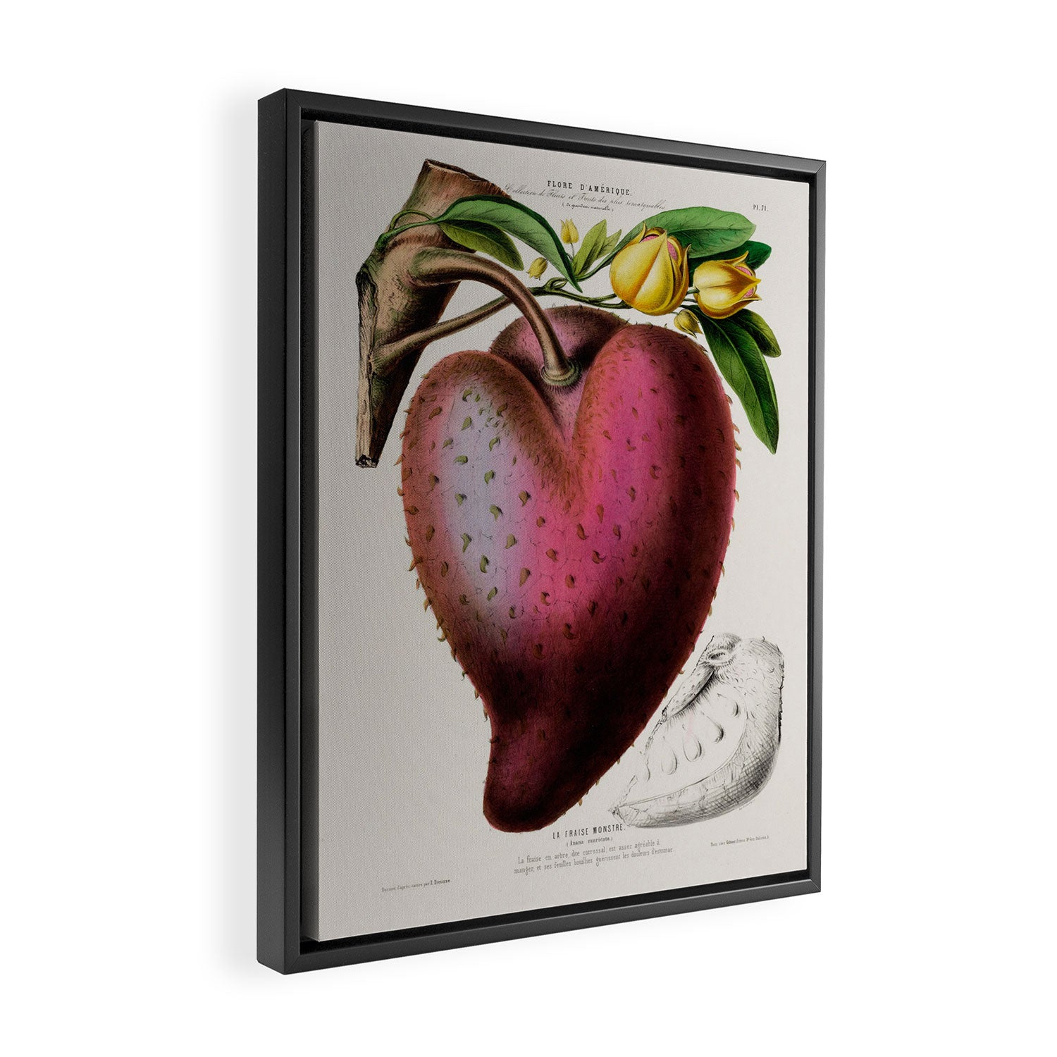 Soursop from "Flore dâAmÃ©rique" by Ãtienne Denisse, 1840s Framed Canvas Print Gallery Image 2
