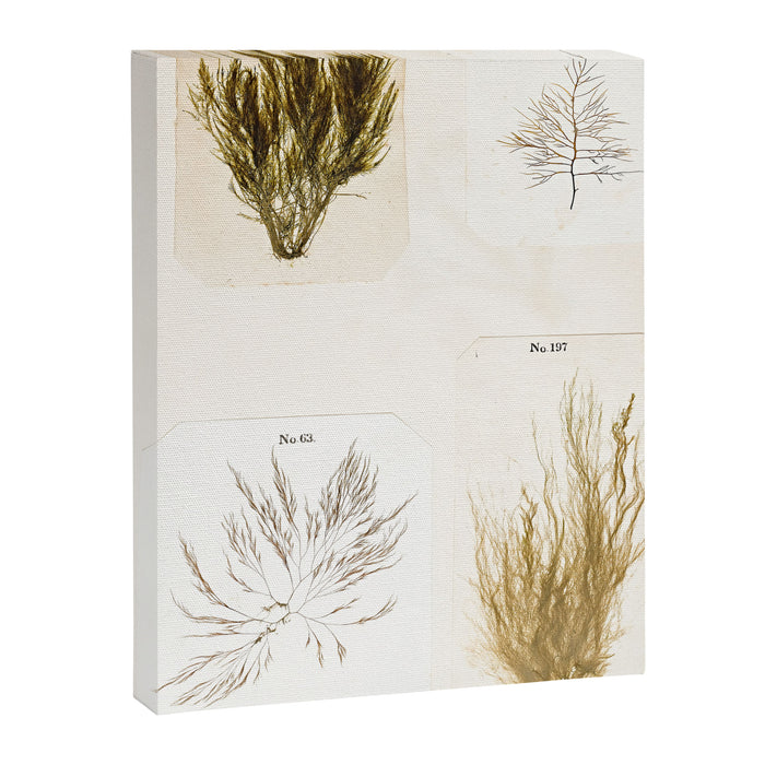 Specimens from "Algology: Algae and Corallines from the Bay & Harbor of New York," 1850 Canvas Print Gallery Image 1