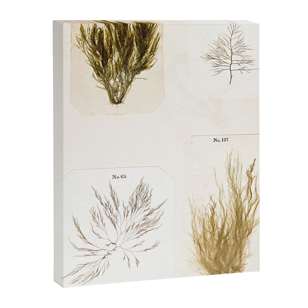 Specimens from "Algology: Algae and Corallines from the Bay & Harbor of New York," 1850 Canvas Print Gallery Image 6