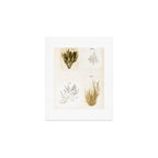 Specimens from "Algology: Algae and Corallines from the Bay & Harbor of New York," 1850 Art Print Gallery Image 1