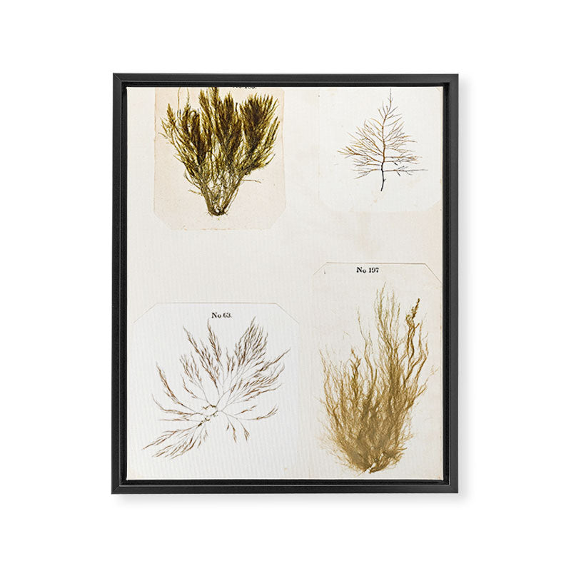 Specimens from "Algology: Algae and Corallines from the Bay & Harbor of New York," 1850 Framed Canvas Print Gallery Image 6