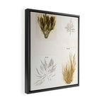 Specimens from "Algology: Algae and Corallines from the Bay & Harbor of New York," 1850 Framed Canvas Print Gallery Image 2
