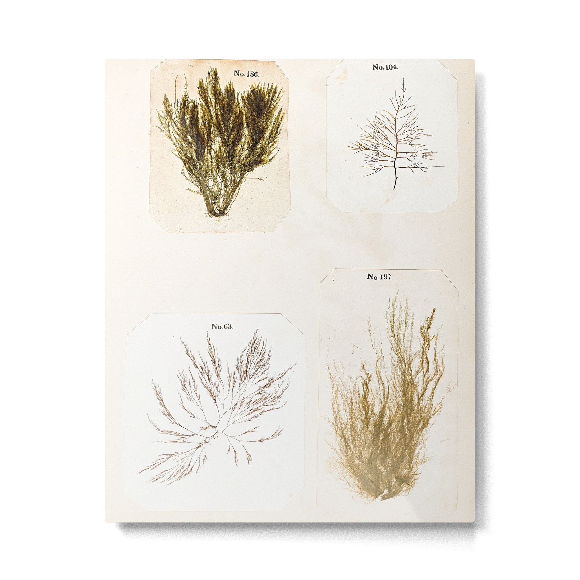 Specimens from "Algology: Algae and Corallines from the Bay & Harbor of New York," 1850 Metal Print Gallery Image 4