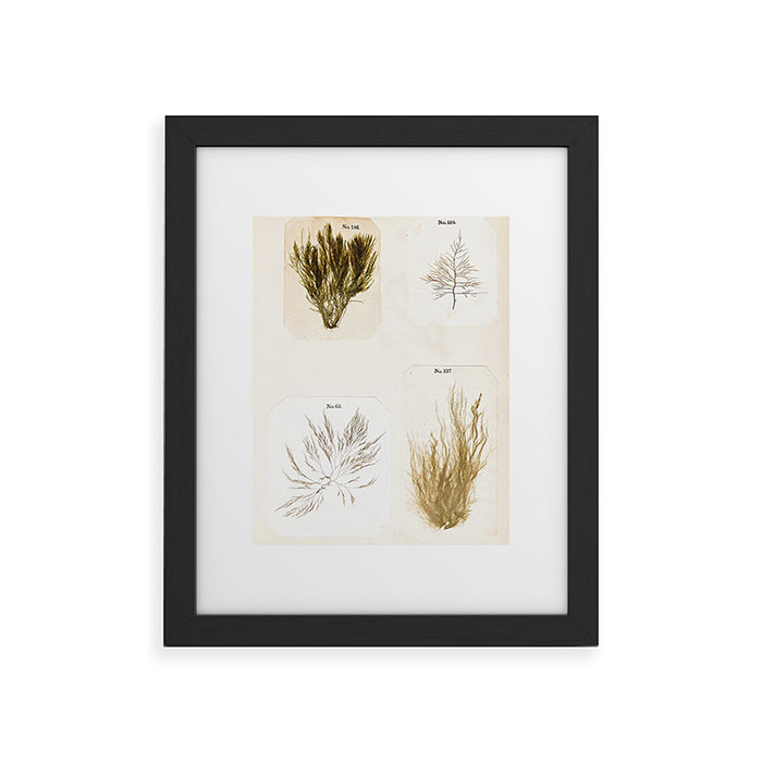 Specimens from "Algology: Algae and Corallines from the Bay & Harbor of New York," 1850 Framed Art Print Gallery Image 1